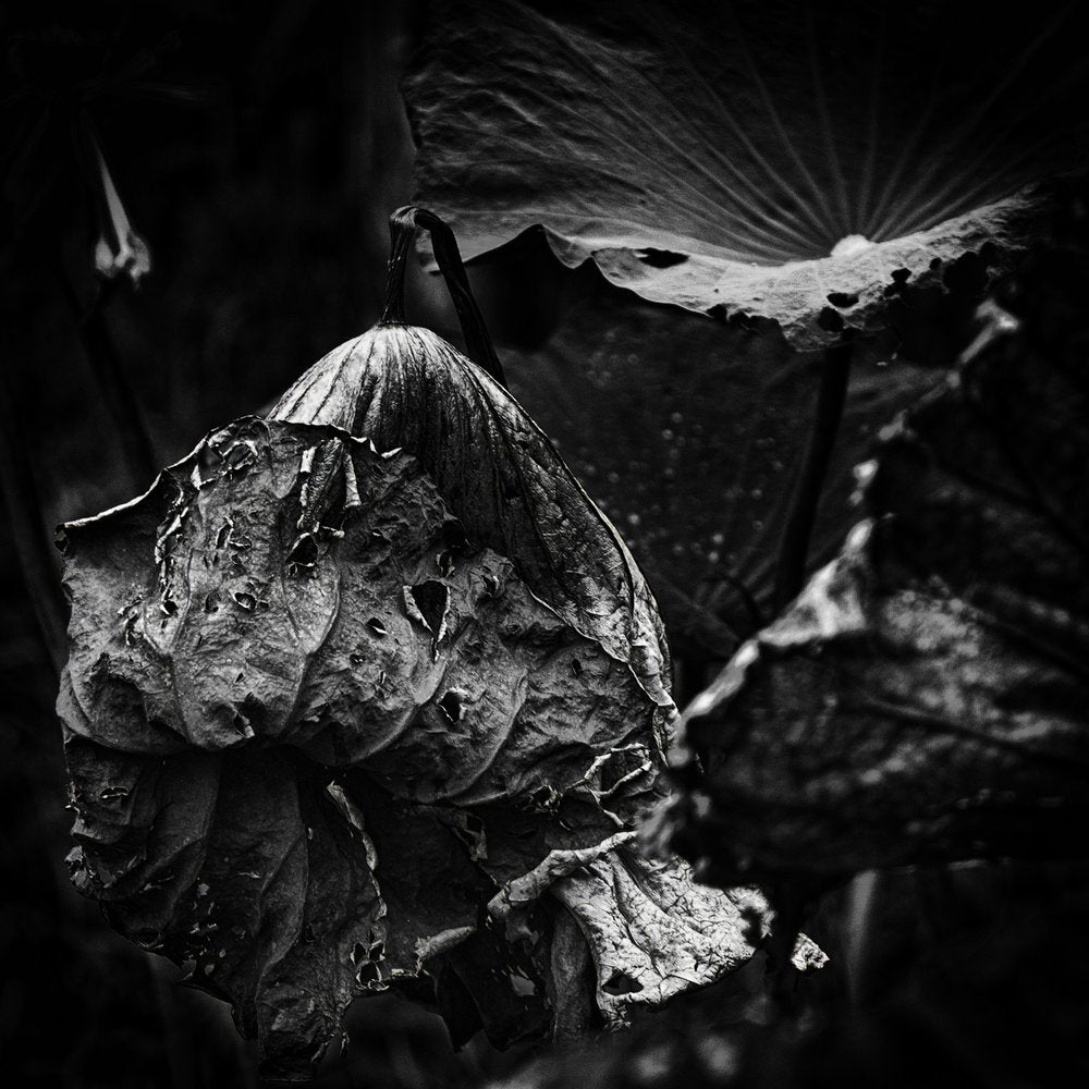 Withered Lotus Flower