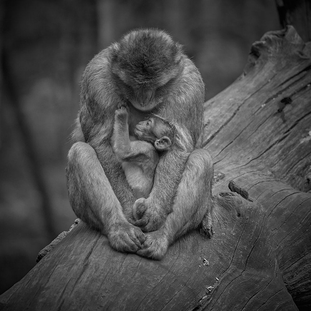 Mother Monkey's Embrace