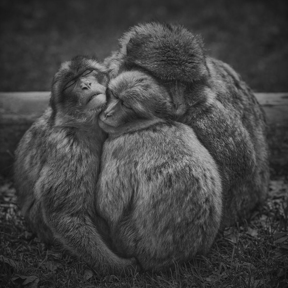 Warm Monkey Embrace