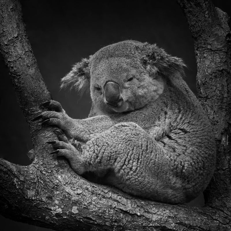 Koala Resting on Branch