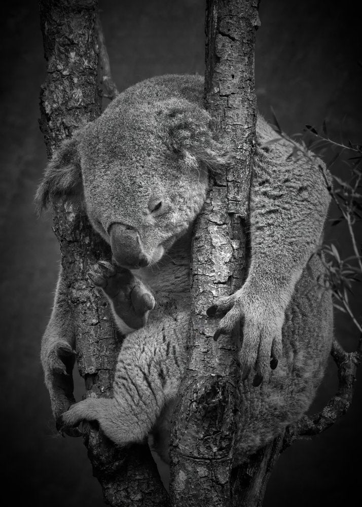 Peaceful Koala Slumber