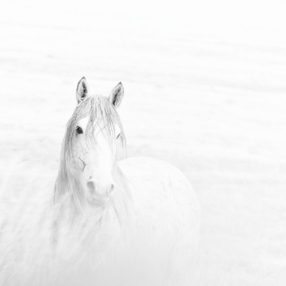Ethereal White Horse