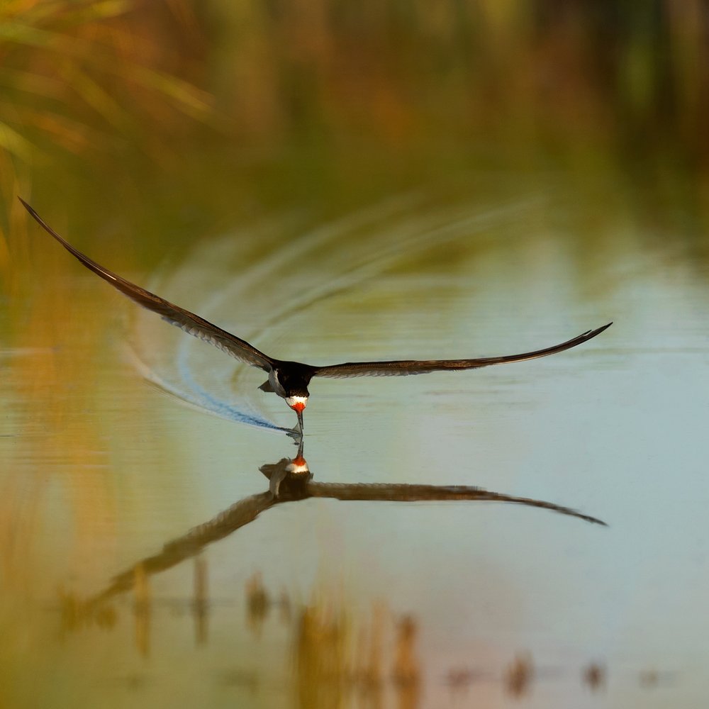 Black Skimmer Skimming