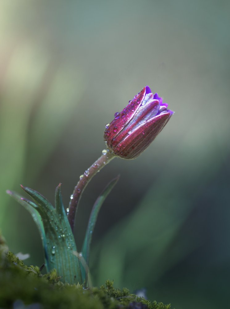 Vibrant Purple Bud