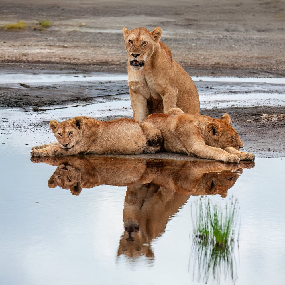 Lioness and Cub Reflections