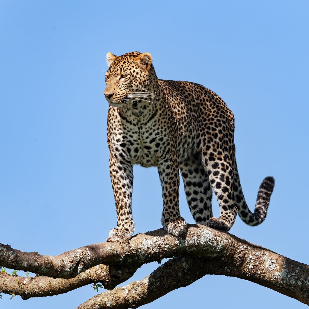 Majestic Leopard On Branch