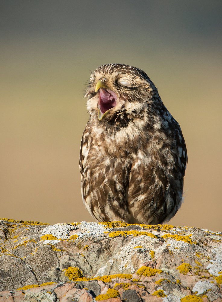 Yawning Little Owl