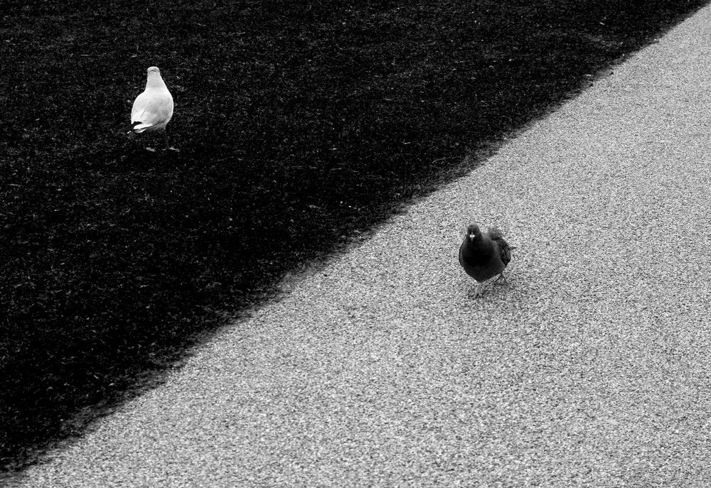 Birds of Two Worlds