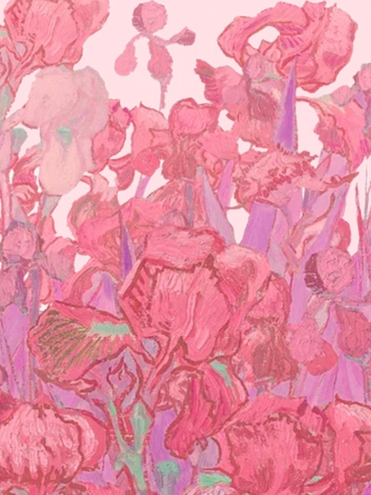 Vibrant Pink Irises