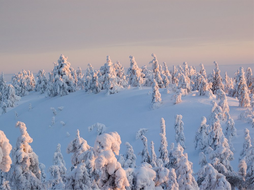 Golden Winter Forest
