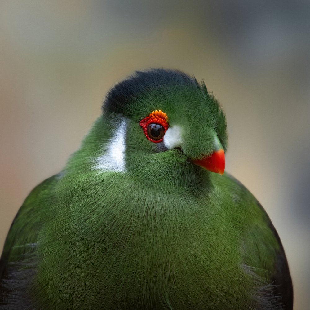 Vibrant Green Bird