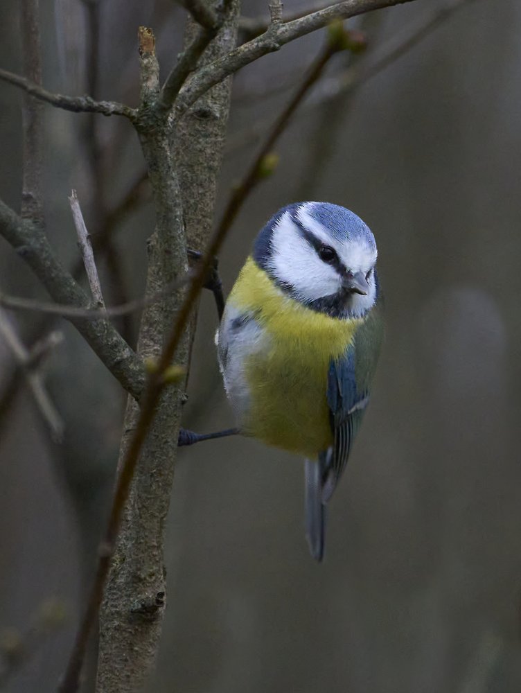 Garden Blue Tit