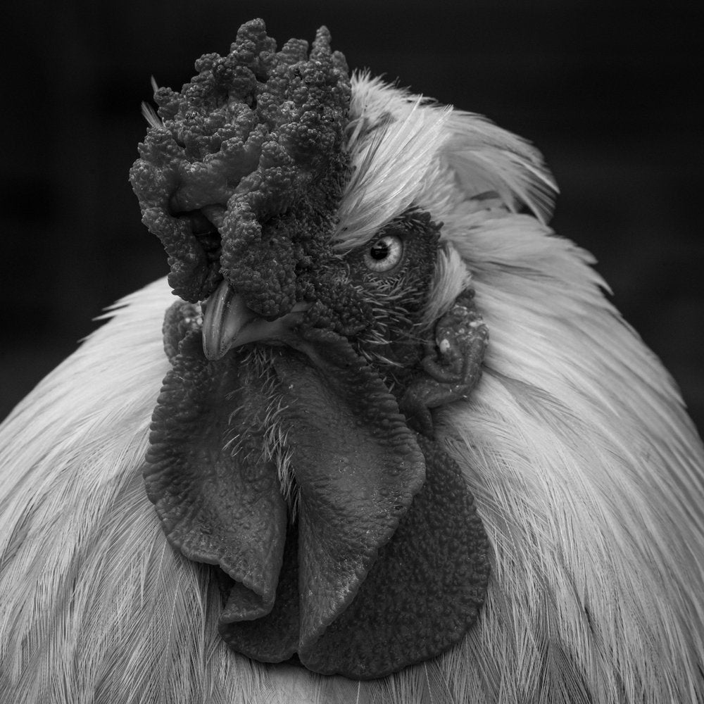 Majestic Rooster Gaze