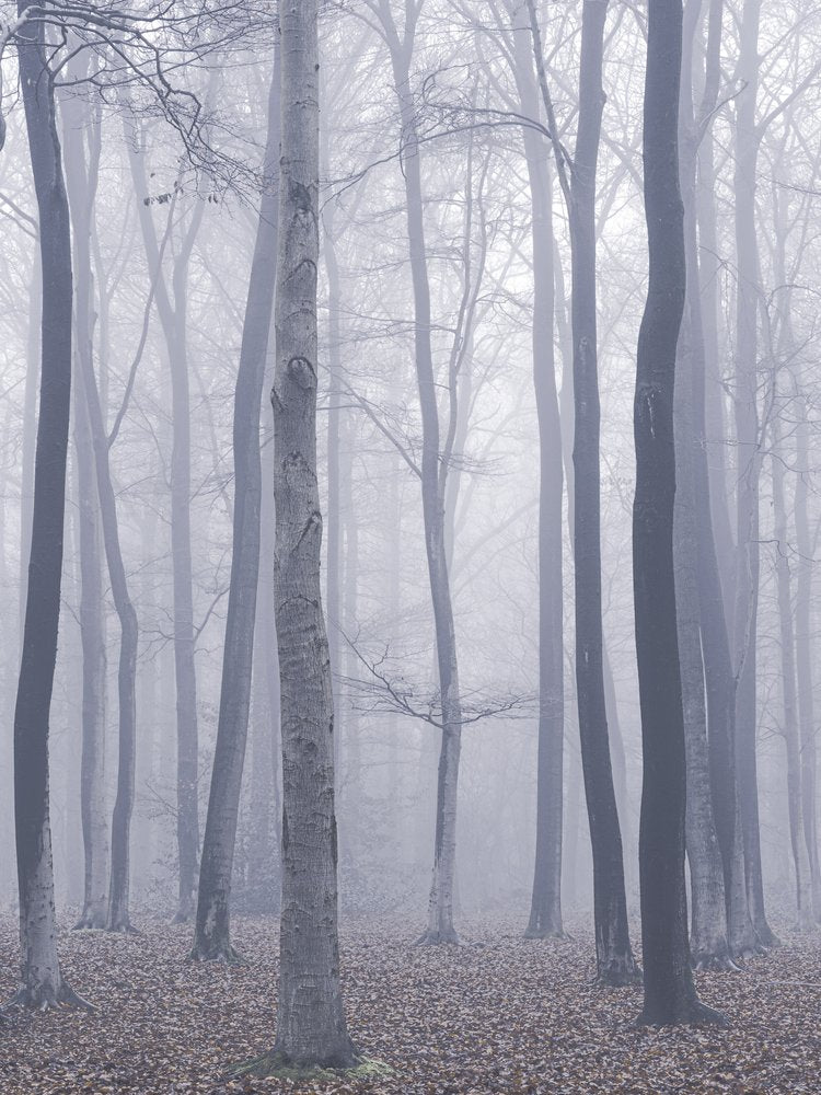 Ethereal Misty Forest