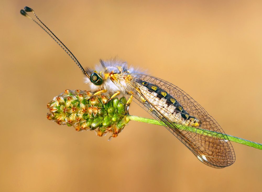 Green-Eyed Fuzzy Bug