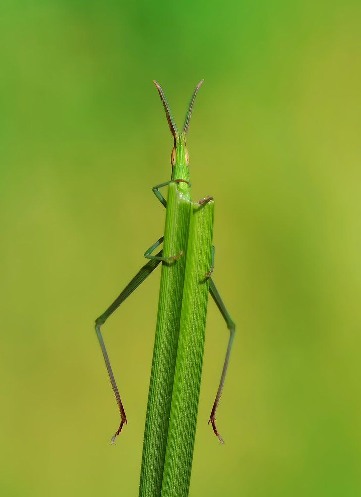 Slender Green Grasshopper