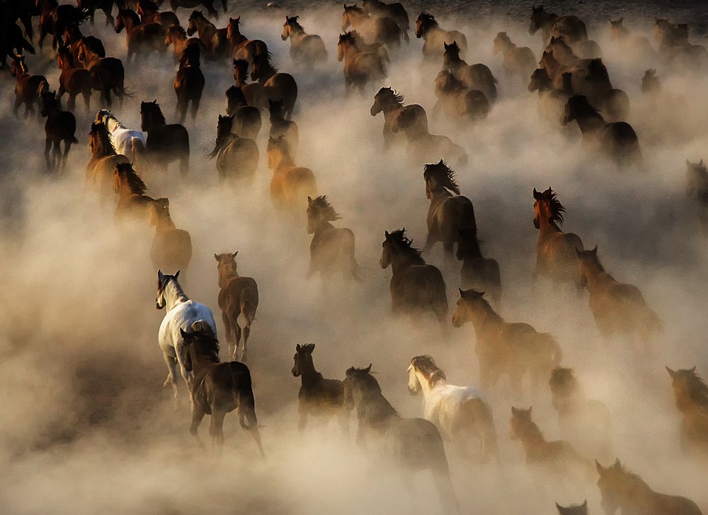 Wild Horses In Dust