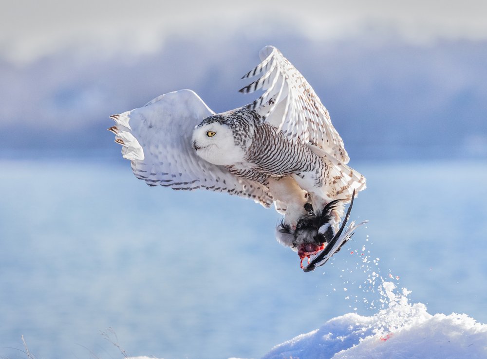 Snowy Owl Winter Hunt