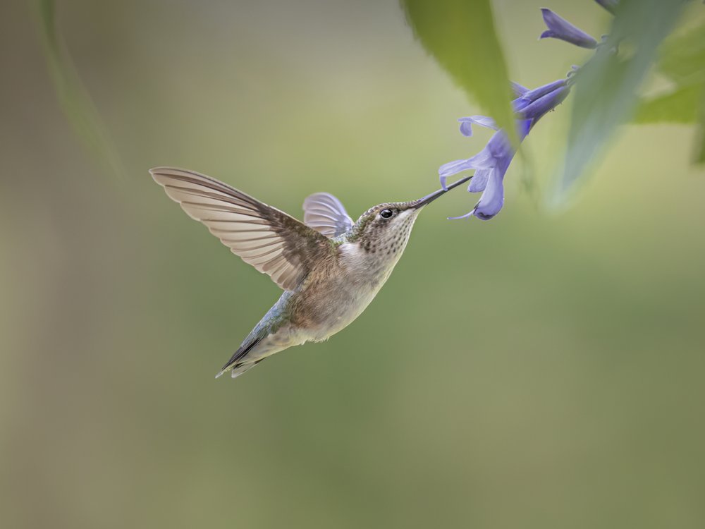 Graceful Hummingbird Flight