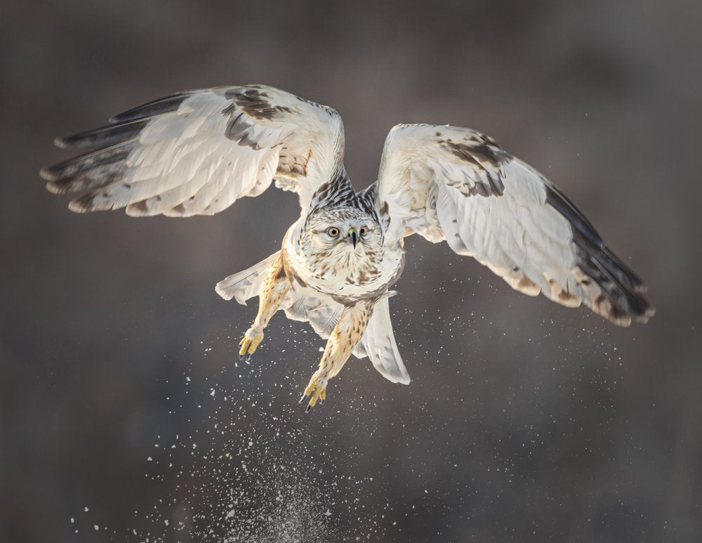 Winter Hawk In Flight