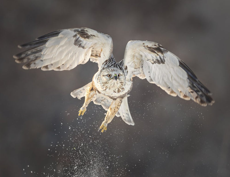 Winter Hawk In Flight