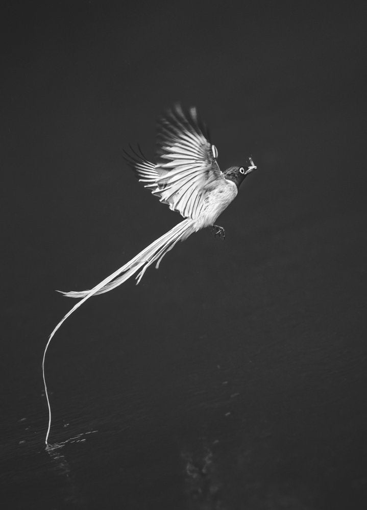 Elegant Bird Skimming Water