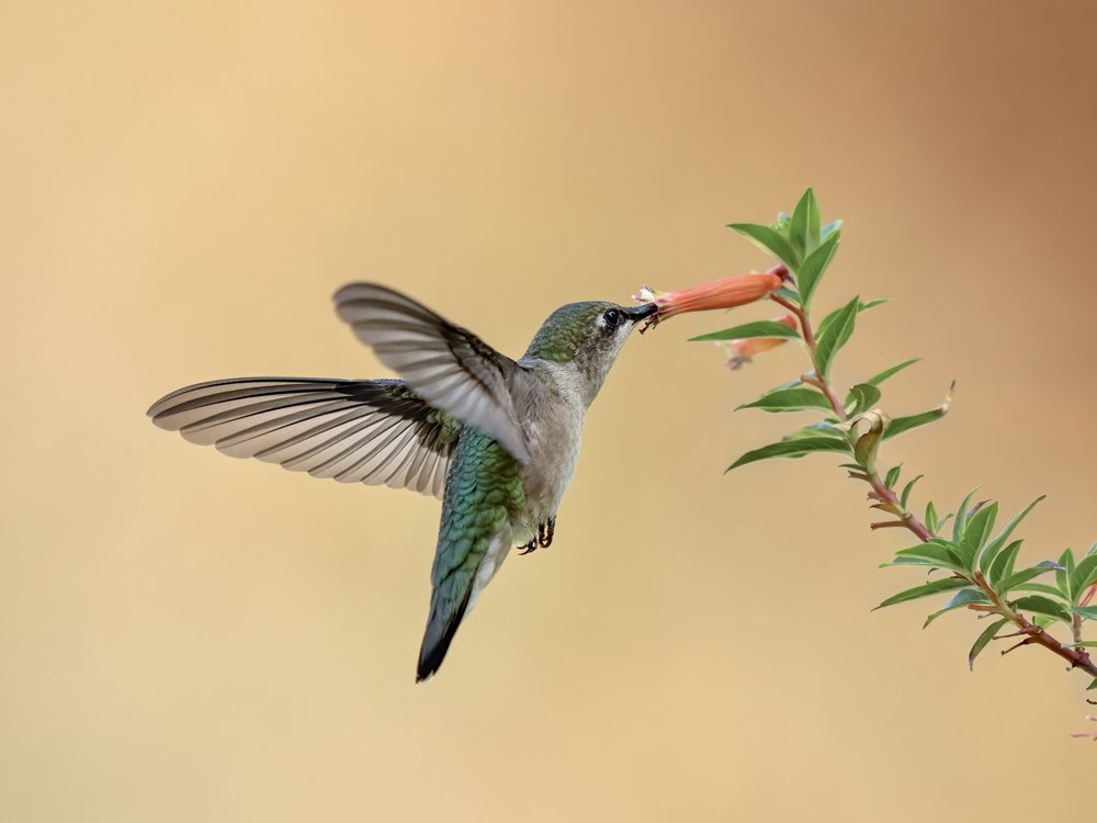 Hummingbird Sips Nectar
