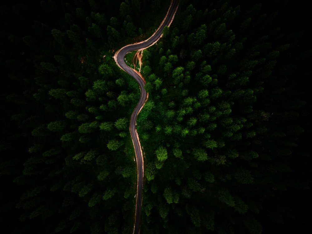 Winding Forest Road
