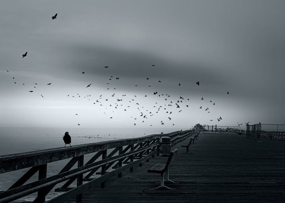 Moody Pier Birds