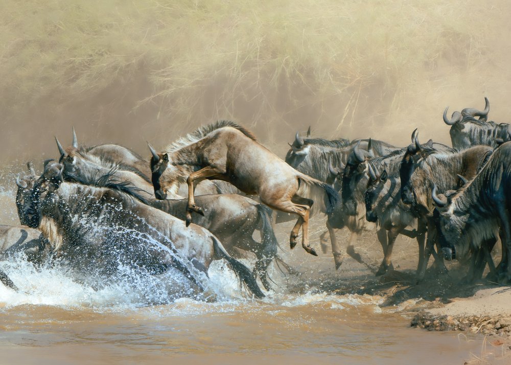 Wildebeest River Crossing
