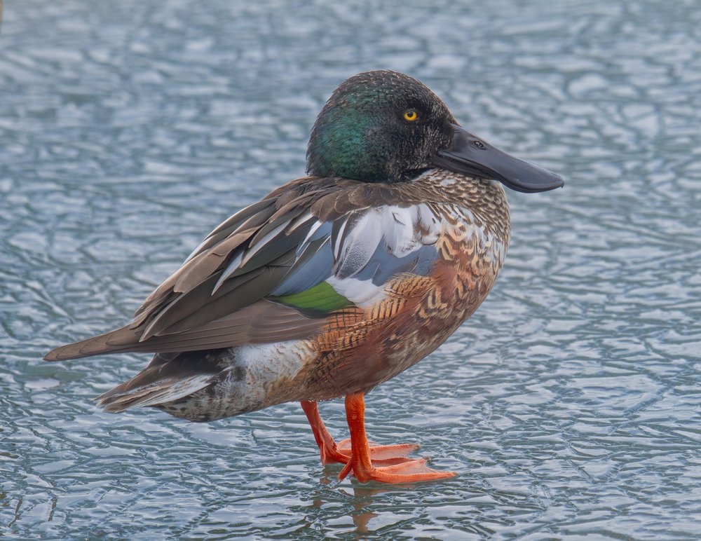 Northern Shoveler on Ice
