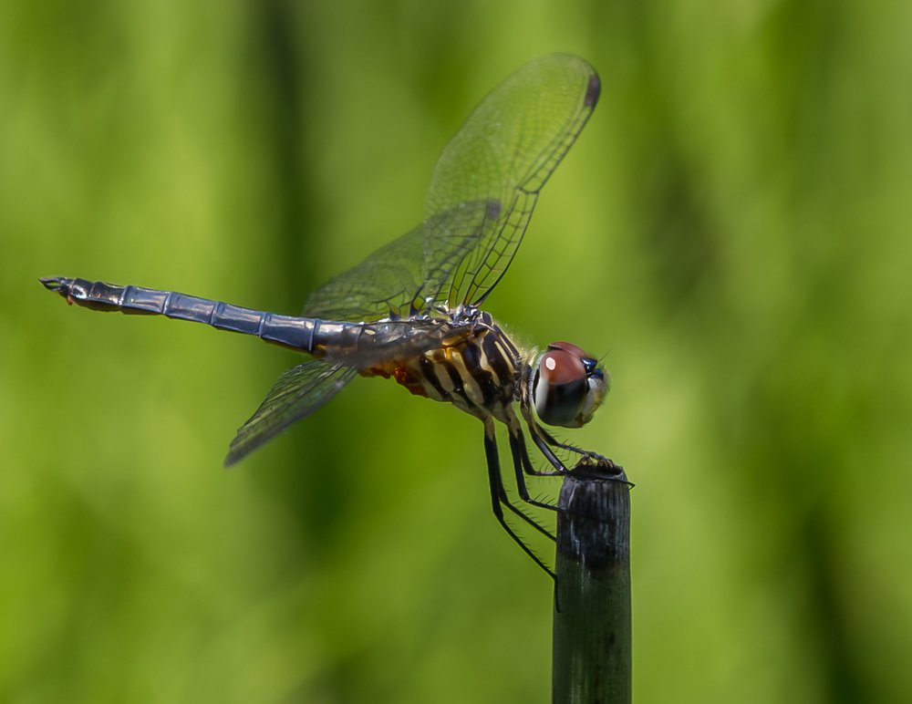 Blue Dragonfly Perched