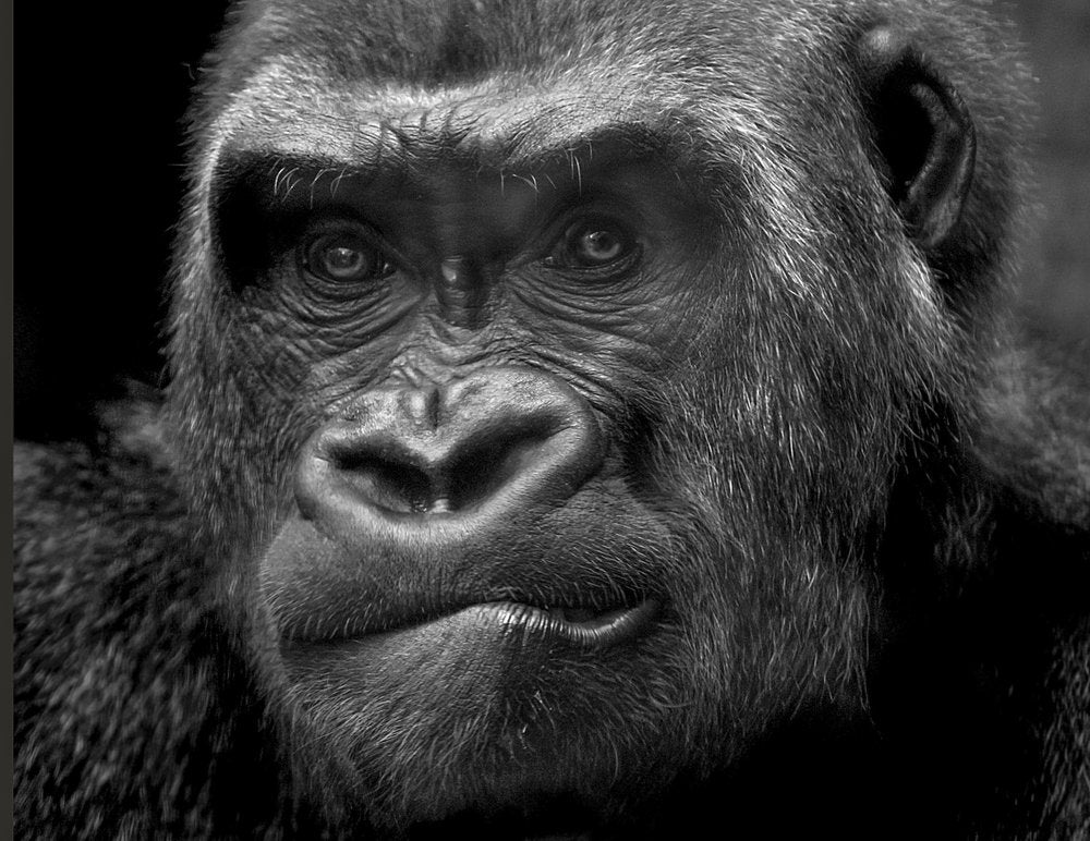 Powerful Gorilla Gaze