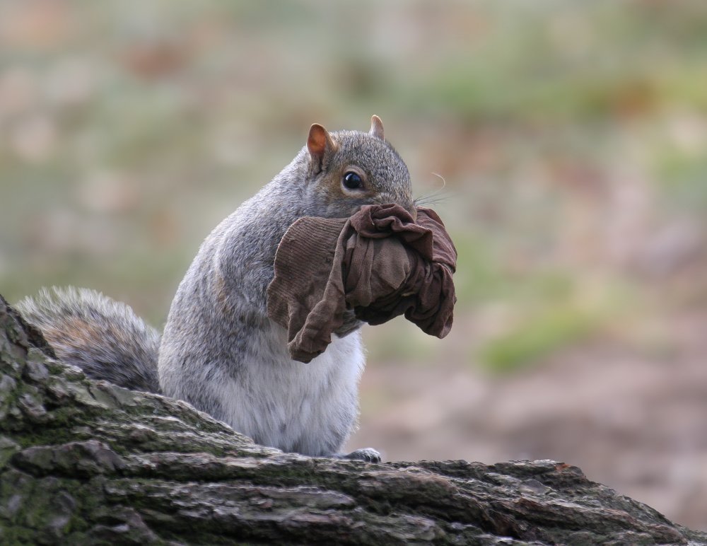 Squirrel with a Secret
