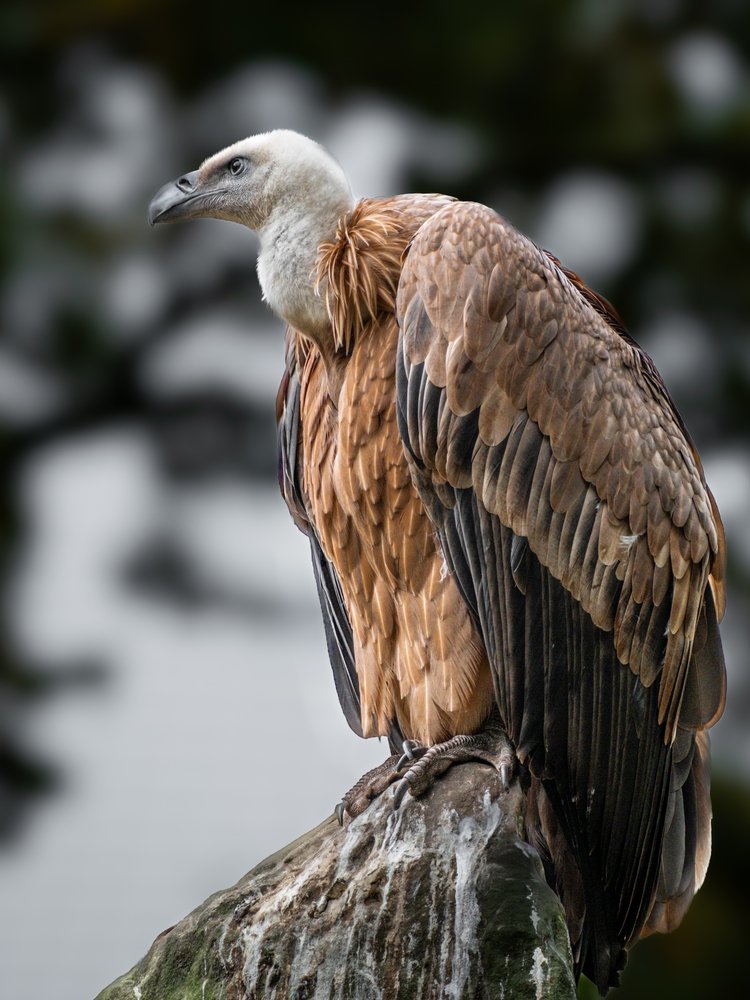 Majestic Vulture Perched