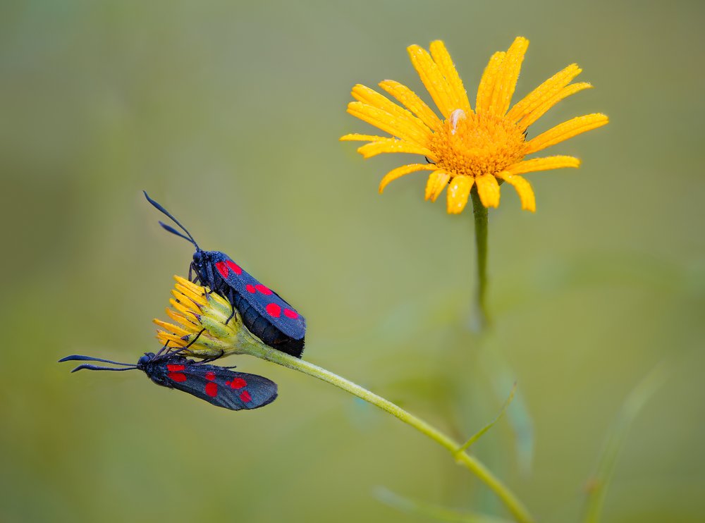 Two Moths Yellow Bloom