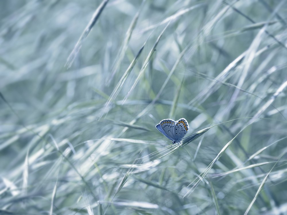 Tranquil Blue Butterfly