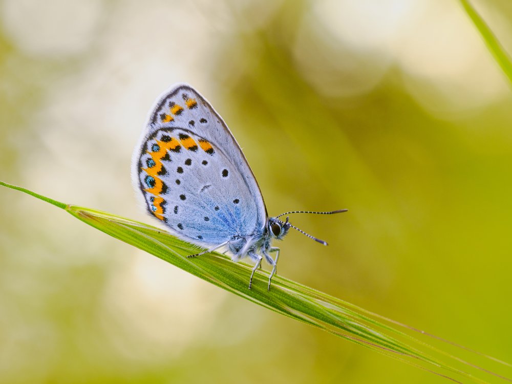 Delicate Blue Butterfly