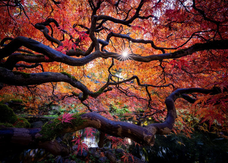 Japanese Maple Sunburst