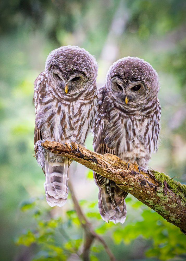 Peaceful Owl Pair
