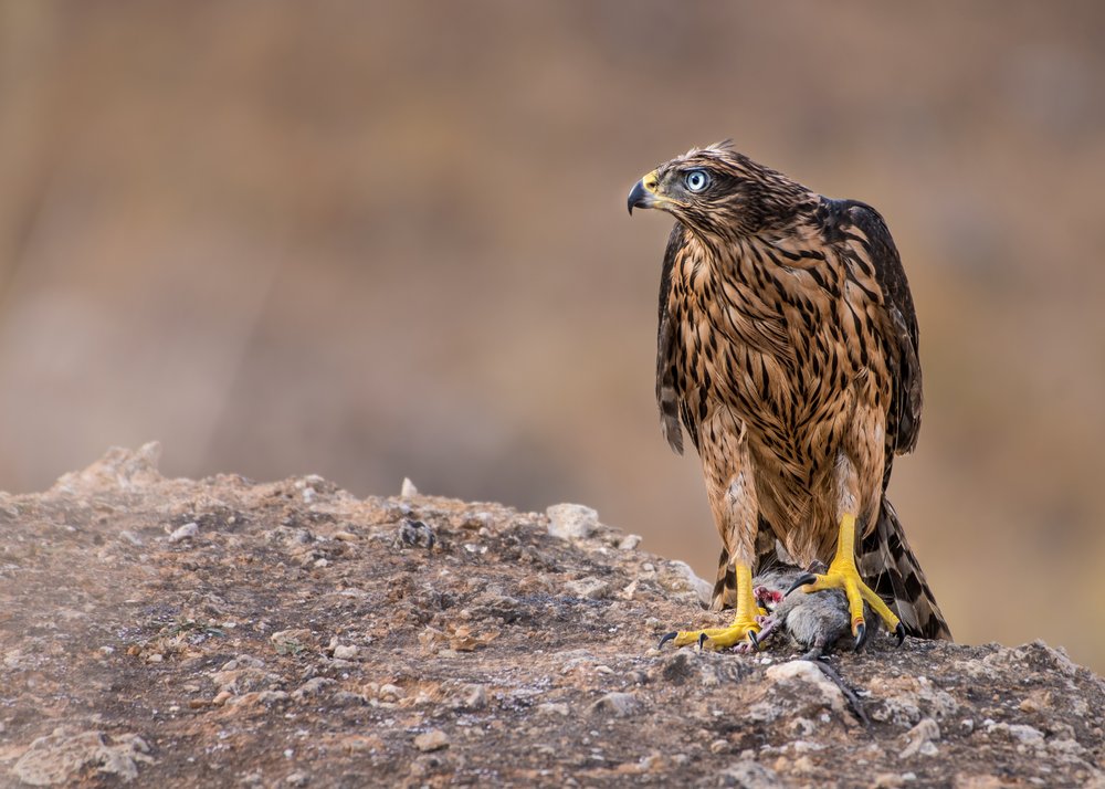 Blue-Eyed Hawk Hunter