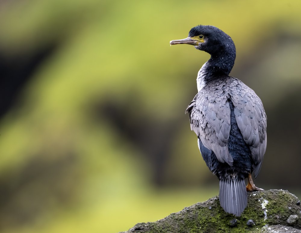 Serene Cormorant