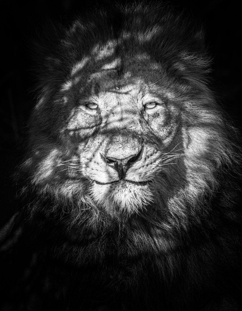 Shadowed Lion King