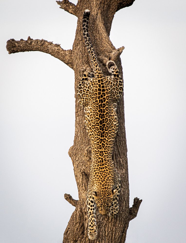 Leopard Descending Tree