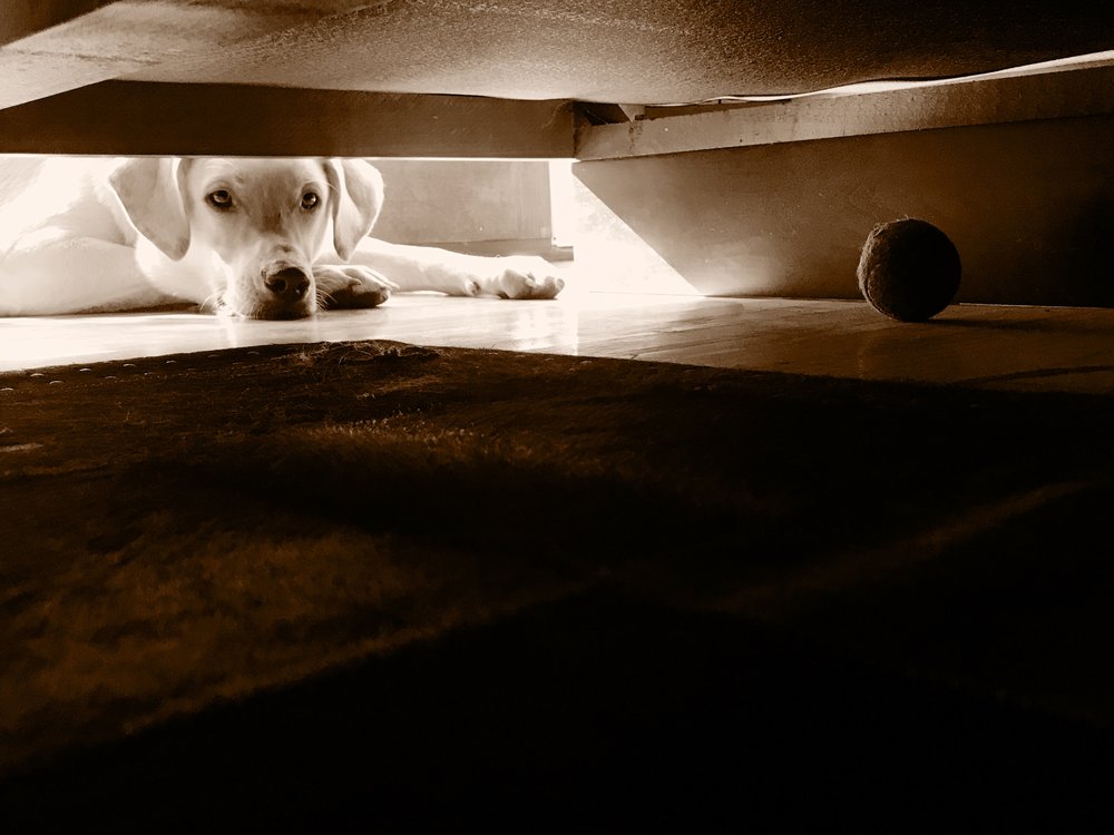 Curious Dog Under Couch