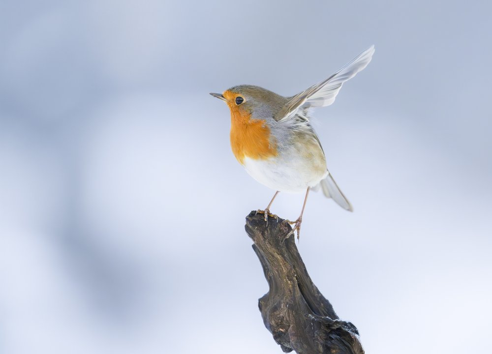 Winter Robin Spreading Wings