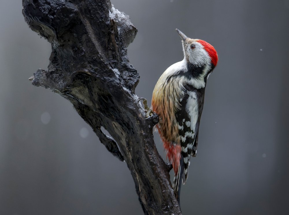Snowy Winter Woodpecker