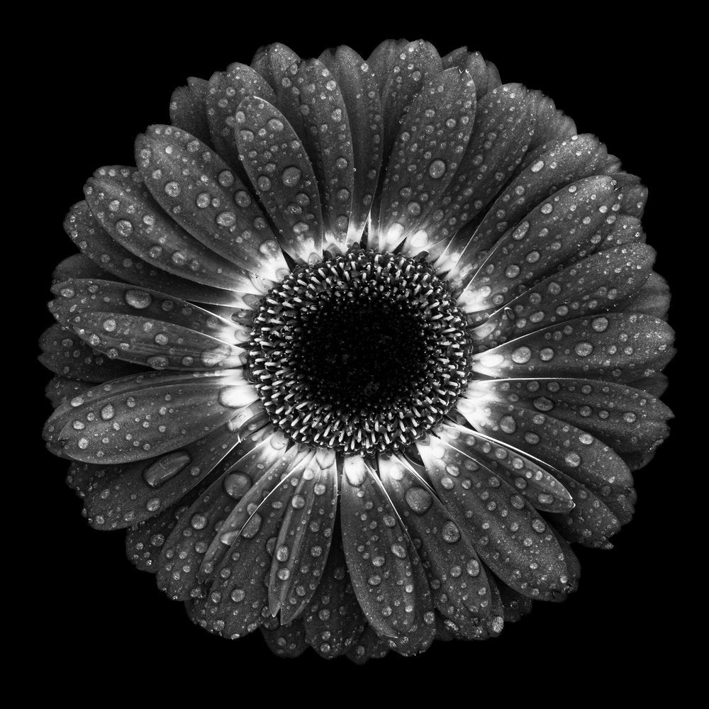 Monochrome Dewdrop Daisy