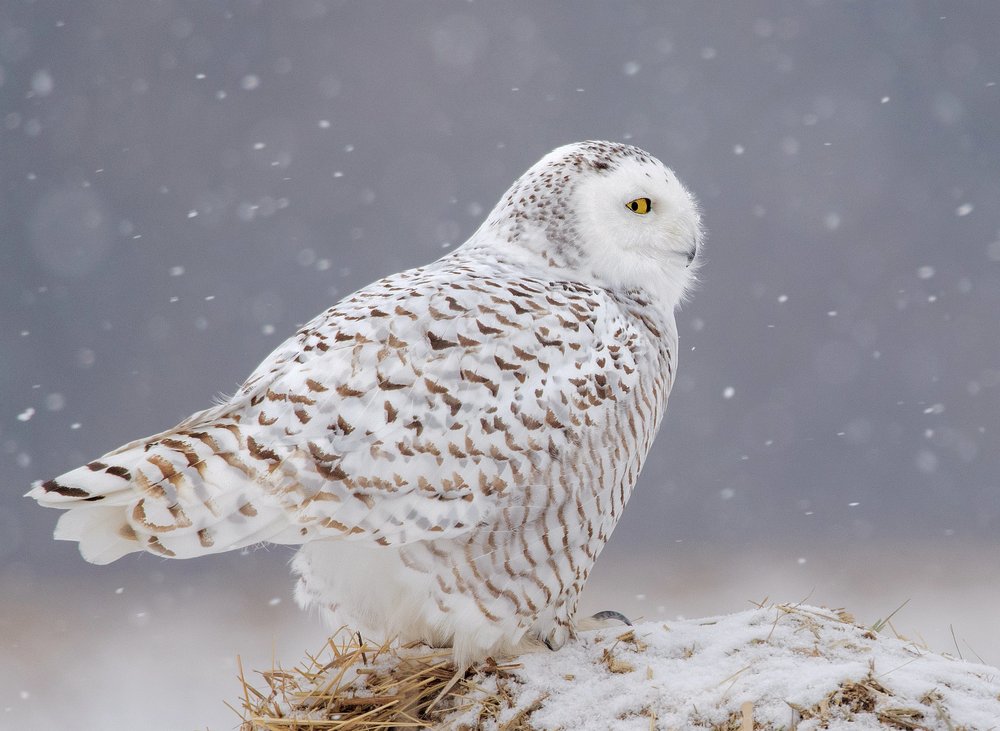 Snowy Owl In Snowfall