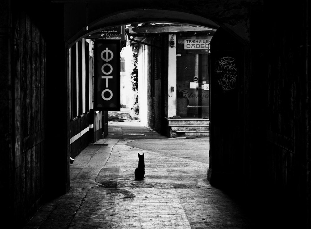 Black Cat in Alley